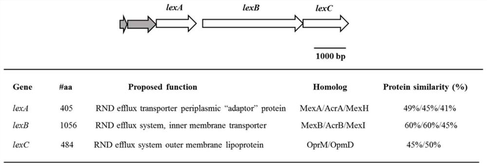 Efflux pump LexABC participating in self resistance of phenazine substance myxin as well as coding gene and application of efflux pump LexABC