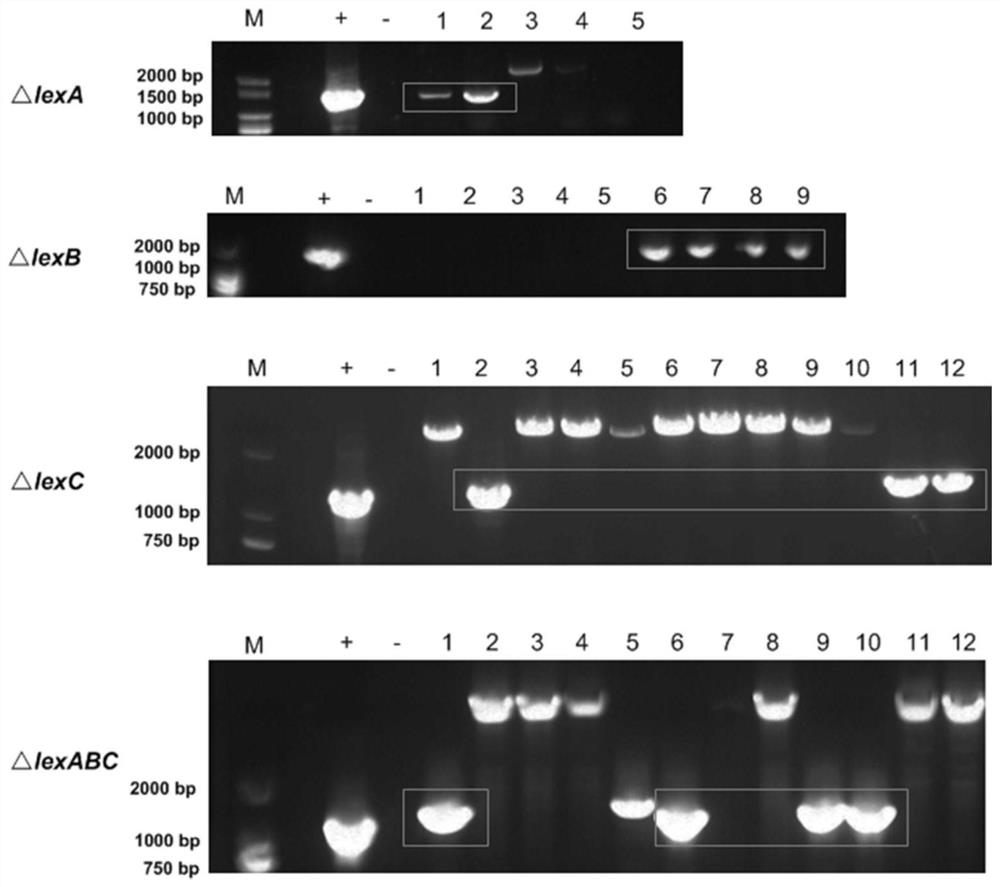 Efflux pump LexABC participating in self resistance of phenazine substance myxin as well as coding gene and application of efflux pump LexABC