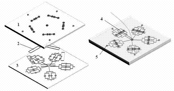 Microfluidic chip system for culture and multiplication behavior research of marine microalgae