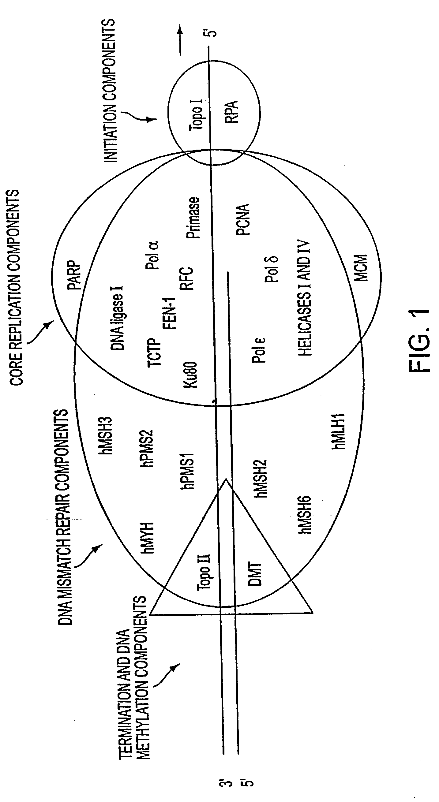 Altered DNA synthesome components as biomarkers for malignancy