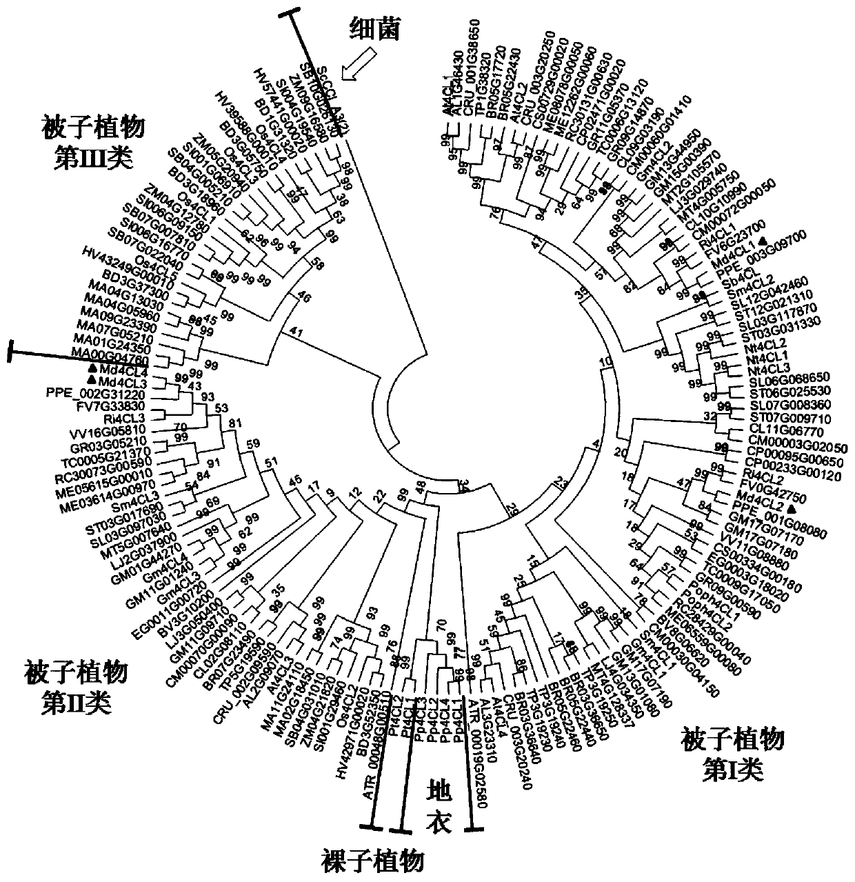 Malus domestica 4-coumaric acid: coenzyme A ligase 4 gene and encoding protein and application thereof