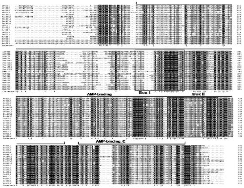 Malus domestica 4-coumaric acid: coenzyme A ligase 4 gene and encoding protein and application thereof