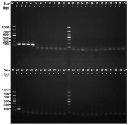 Mycobacterium tuberculosis (MTB) H37Rv coding gene and application thereof