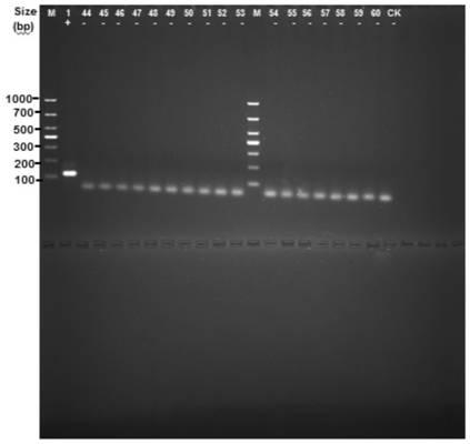 Mycobacterium tuberculosis (MTB) H37Rv coding gene and application thereof