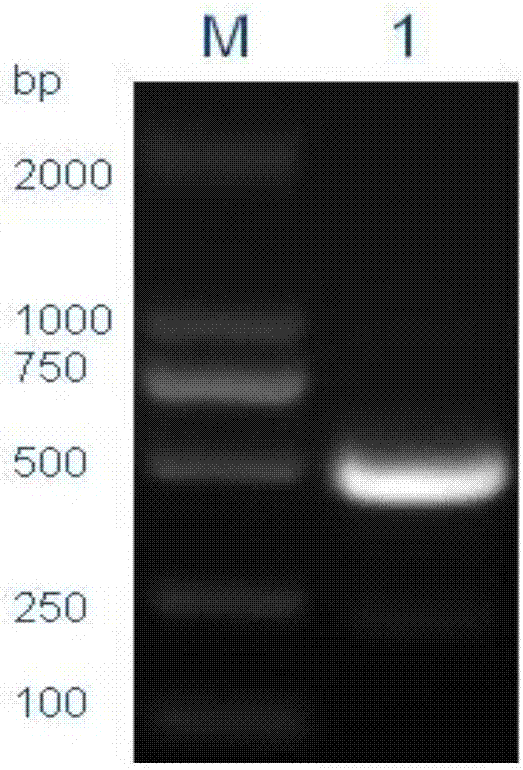 Haliotis discus hannai superoxide dismutase, and preparation method and application thereof