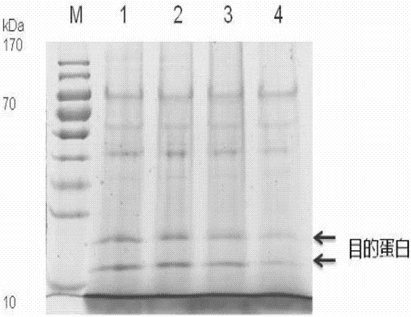 Haliotis discus hannai superoxide dismutase, and preparation method and application thereof