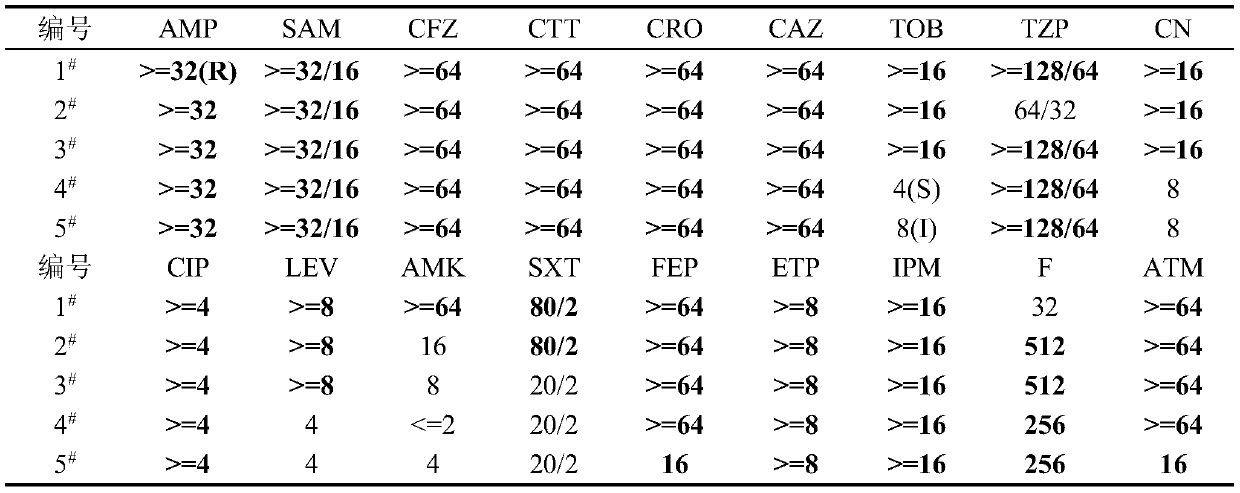 Application of pulsatilla saponin A3 in inhibiting growth of multi-drug-resistant Providencia rettgeri