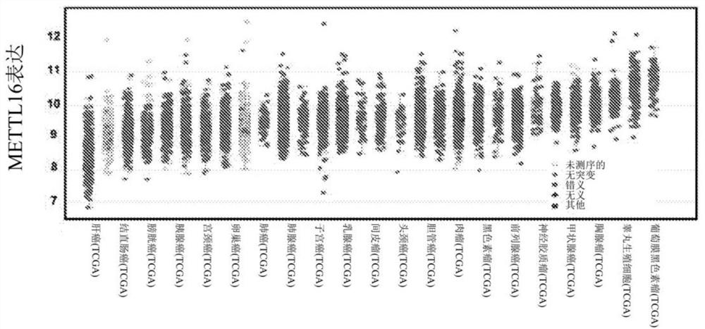 METTL16 inhibitors and uses thereof