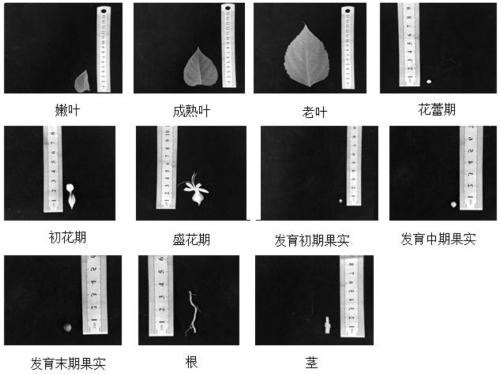 Fluorescence quantitative internal reference genes of different tissues in clerodendrum trichotomum and primers and application thereof