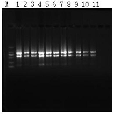 Fluorescence quantitative internal reference genes of different tissues in clerodendrum trichotomum and primers and application thereof