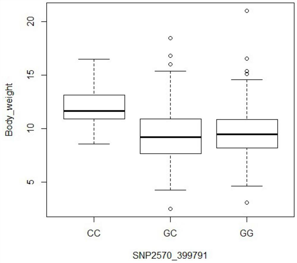 Prawn growth related SNP markers and application thereof in breeding