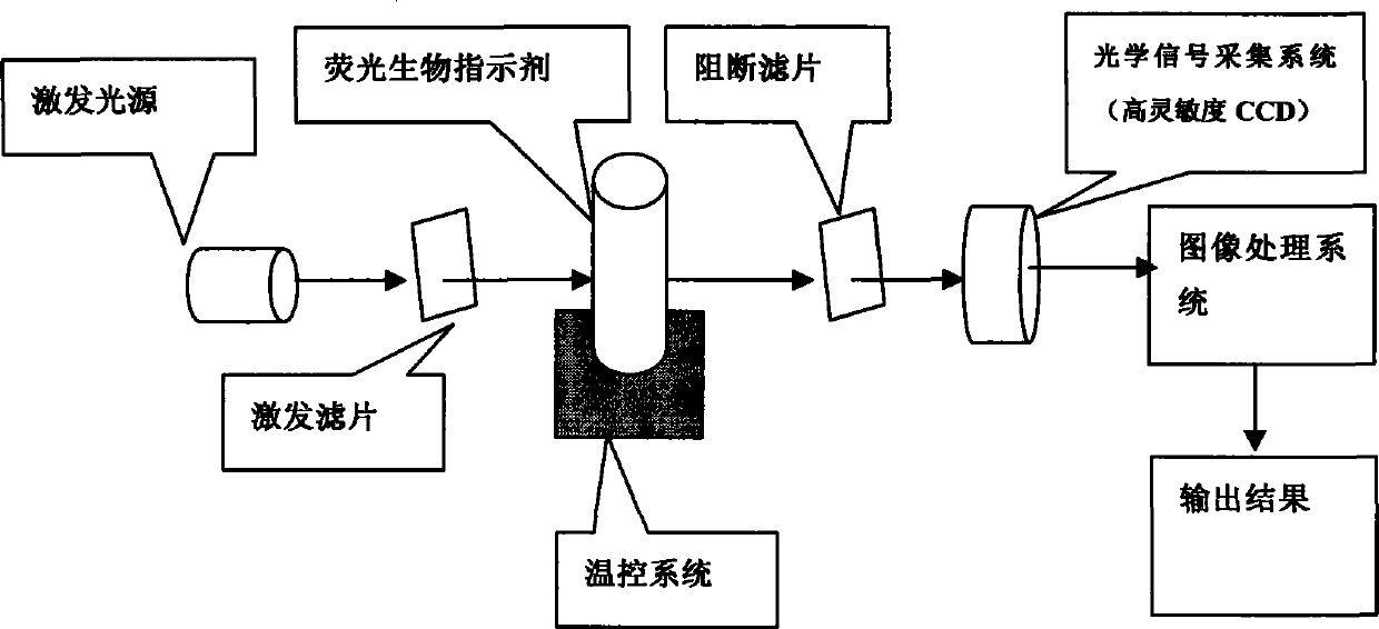 Biological reader capable of rapidly verifying sterilizing effect