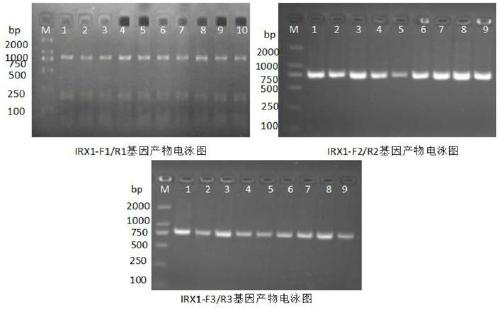 Piao chicken rumpless gene, and method, primer and kit for detecting rumpless trait of Piao Chicken