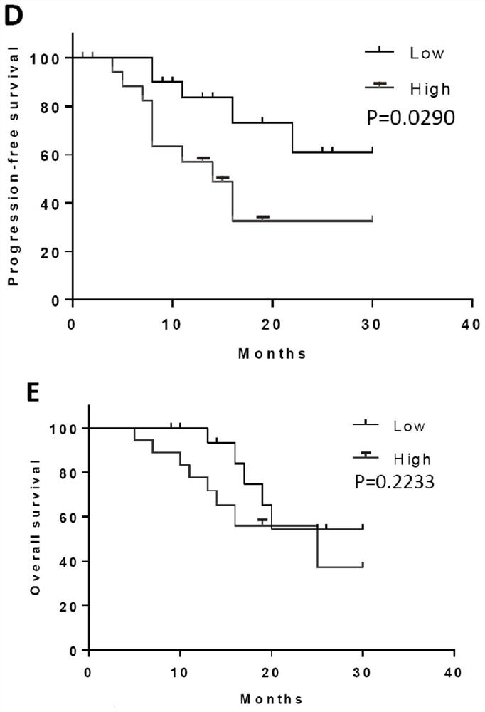 Application of DNAJC19 gene as target in preparation of drug for treating non-small cell lung cancer (NSCLC)