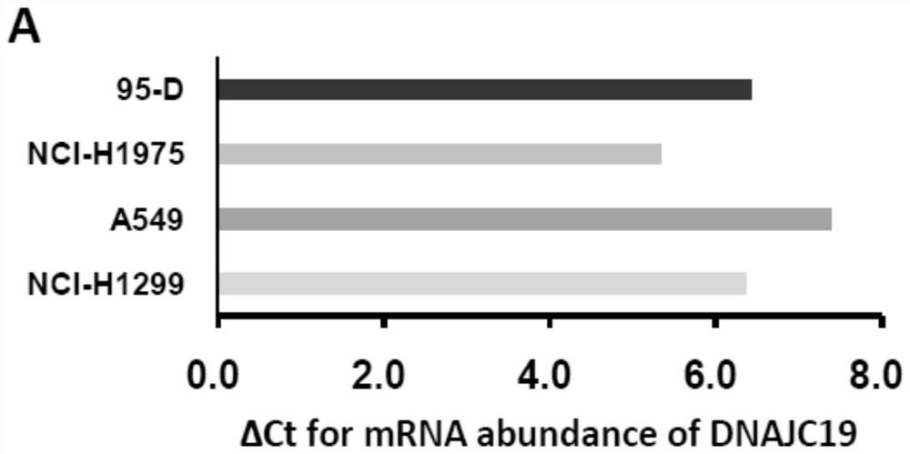 Application of DNAJC19 gene as target in preparation of drug for treating non-small cell lung cancer (NSCLC)