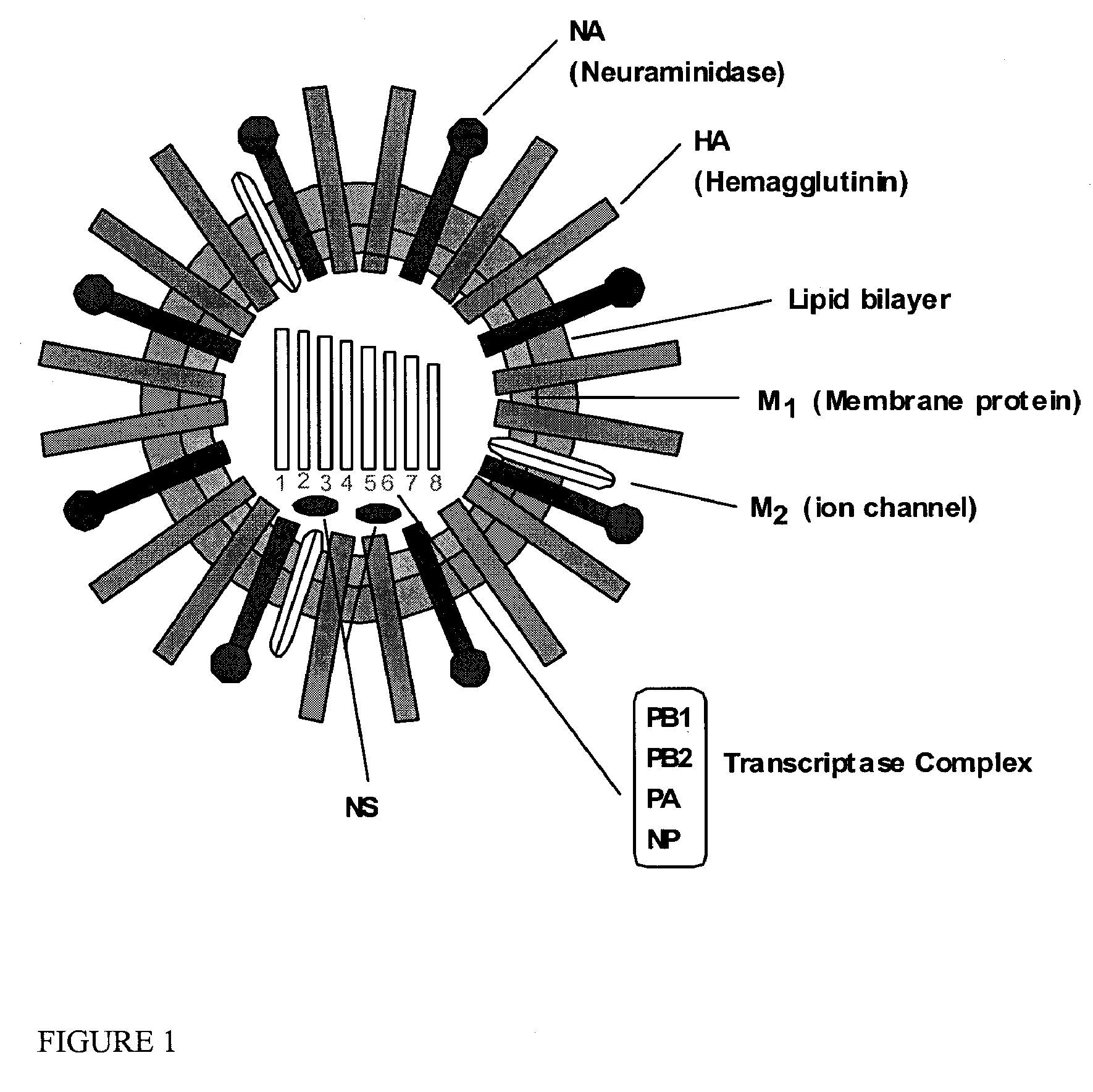 Compositions and methods for the treatment of influenza infection