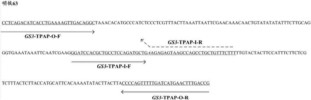 Molecular marker for identifying rice grain length characters, identification method and application