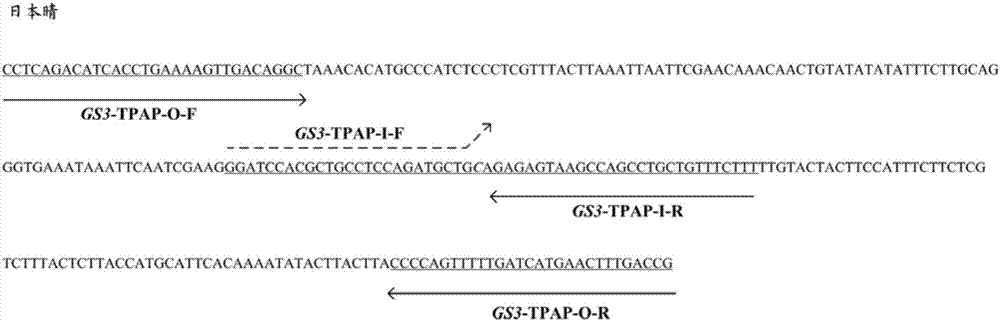 Molecular marker for identifying rice grain length characters, identification method and application