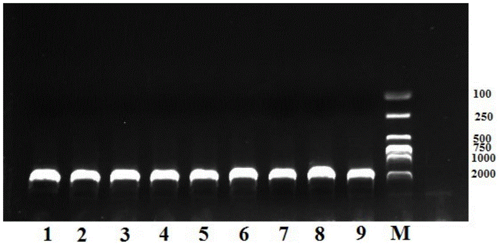 Specific primers for amplifying plecoptera insect mitochondrion COI (cytochrome c oxidase I) gene