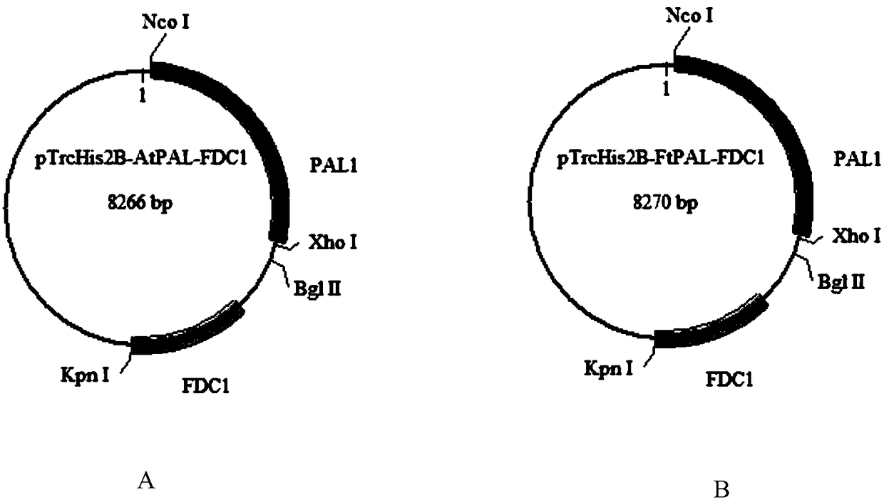 Genetically engineered bacteria synthesizing styrene taking biomass hydrolysate as raw material and construction method and application thereof