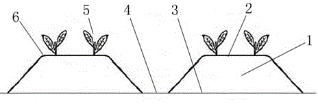 Southward propagation generation-adding breeding method for flattop ridge twin-row high density plantation of tobaccos