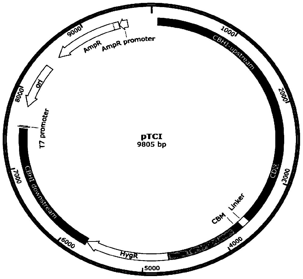 Mutant for cellobiohydrolase