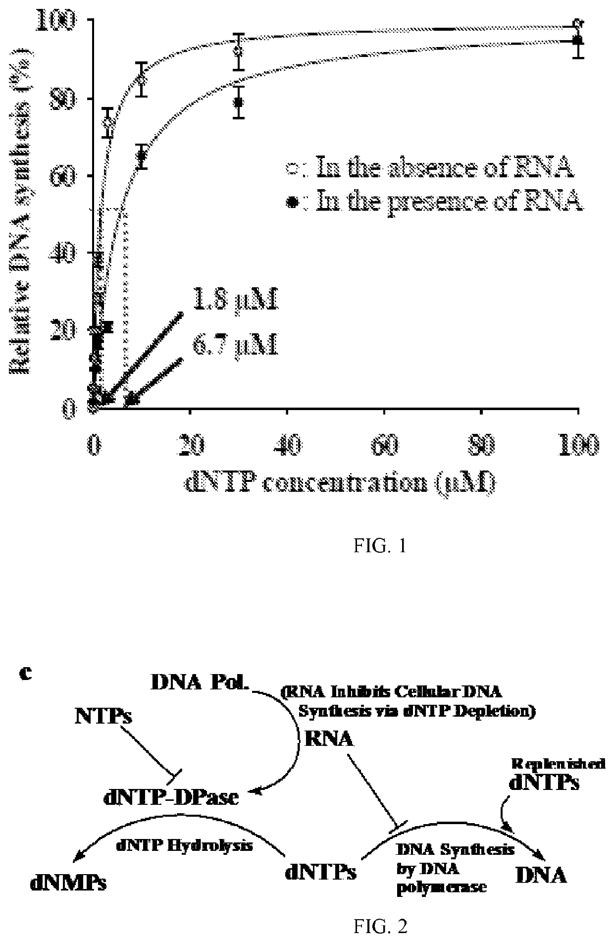 Methods and compositions for interference with DNA polymerase and DNA synthesis