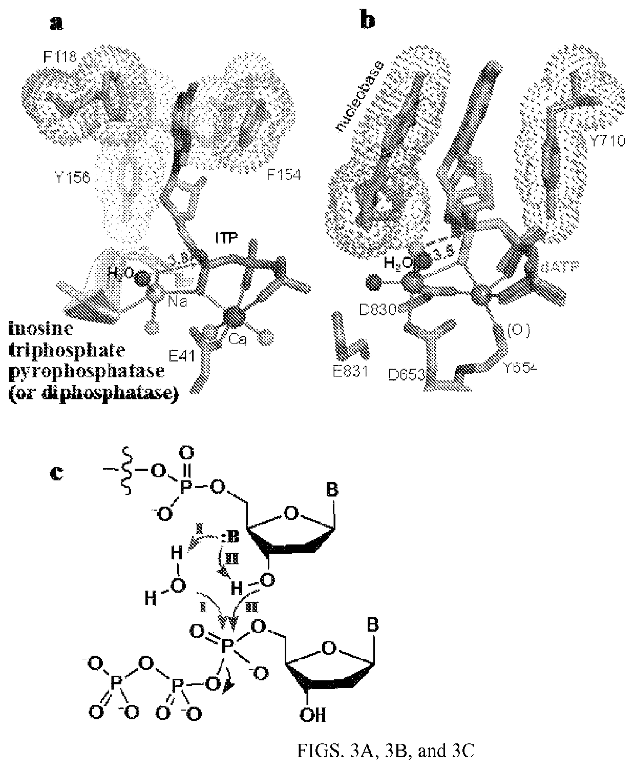 Methods and compositions for interference with DNA polymerase and DNA synthesis