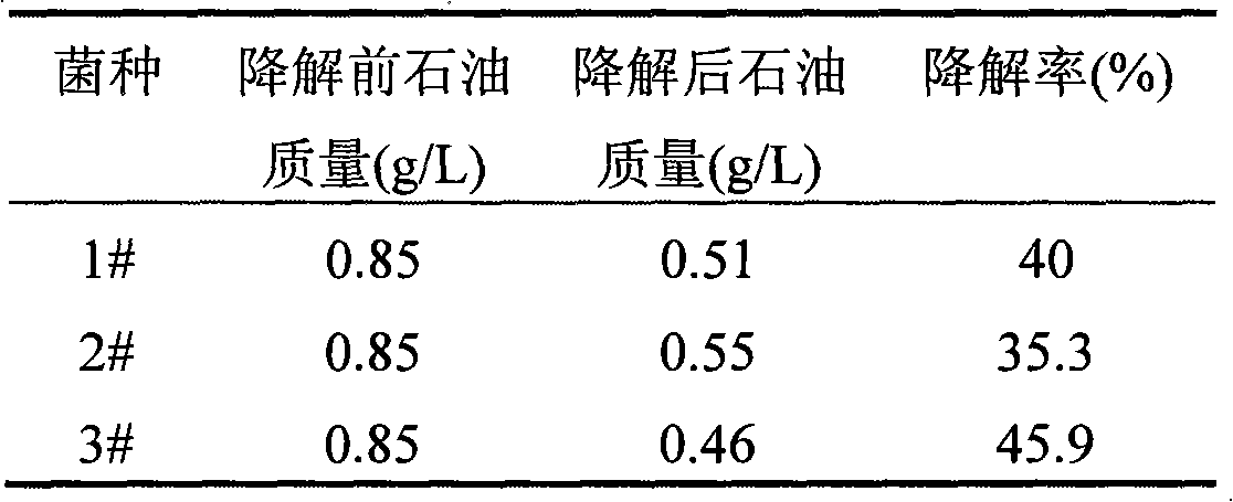 Solid microbial agent to remedy soil contaminated by petroleum, preparation method thereof and application