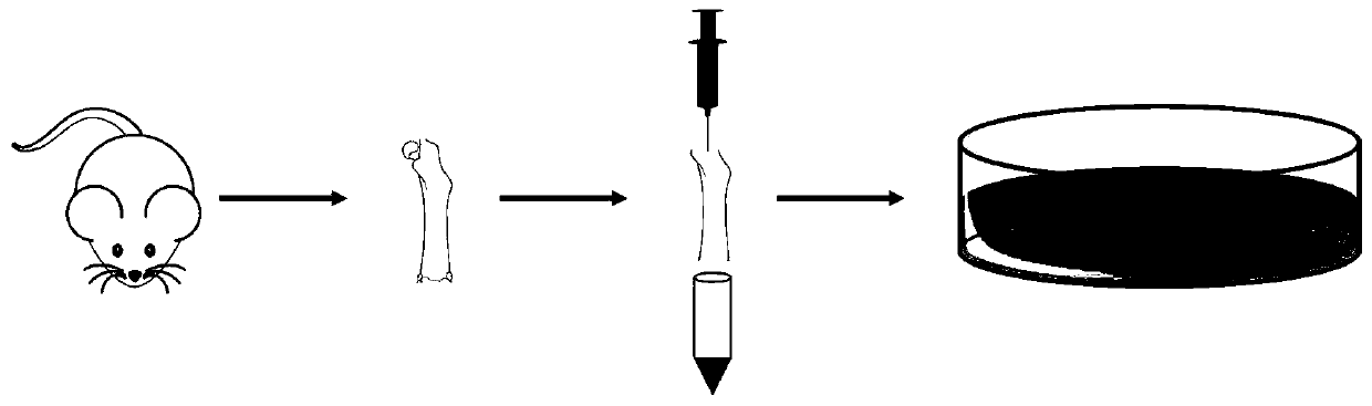 Preparation method of mouse bone marrow macrophages