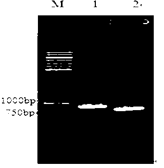 Low-temperature lipase Lip1 as well as gene and application thereof