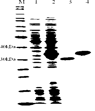 Low-temperature lipase Lip1 as well as gene and application thereof