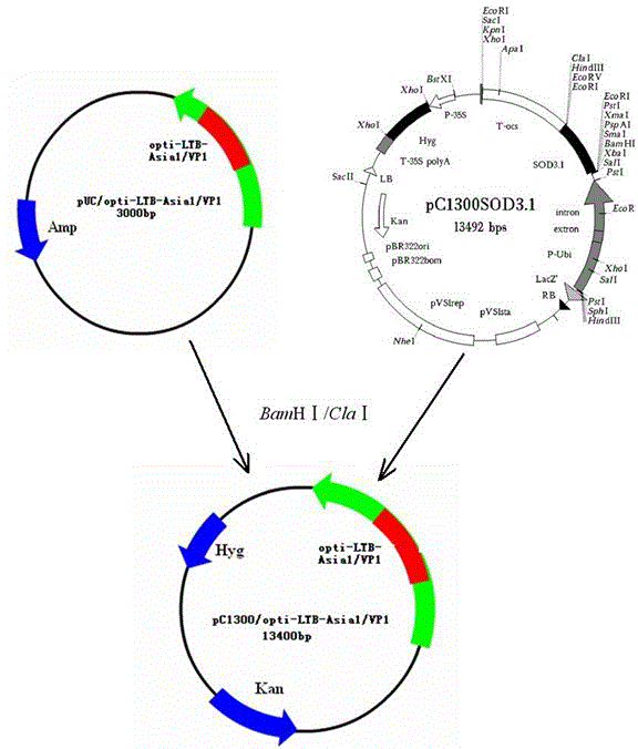 Asia 1 type foot and mouth disease virus antigen and preparation and application thereof