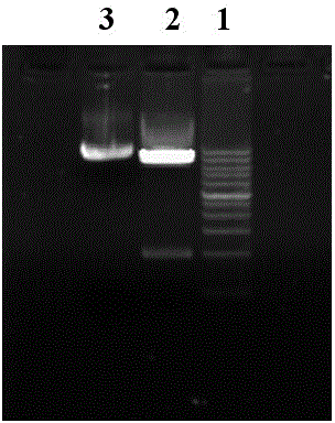 Asia 1 type foot and mouth disease virus antigen and preparation and application thereof