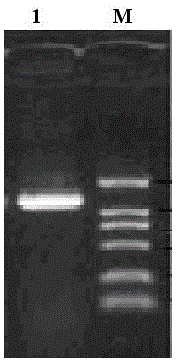 Asia 1 type foot and mouth disease virus antigen and preparation and application thereof