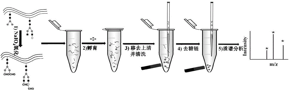 Method for solid-phase enrichment and mass spectrographic analysis of glycosylated peptide fragment