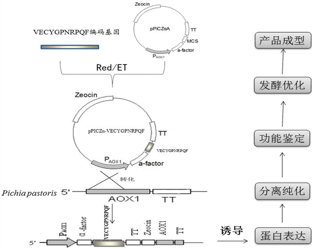 Antioxidant polypeptide expression pichia pastoris engineering bacteria and application