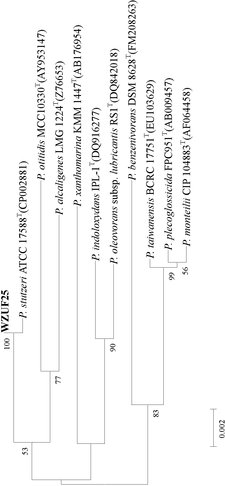 Pseudomonas stutzeri and its culture, immobilization and use