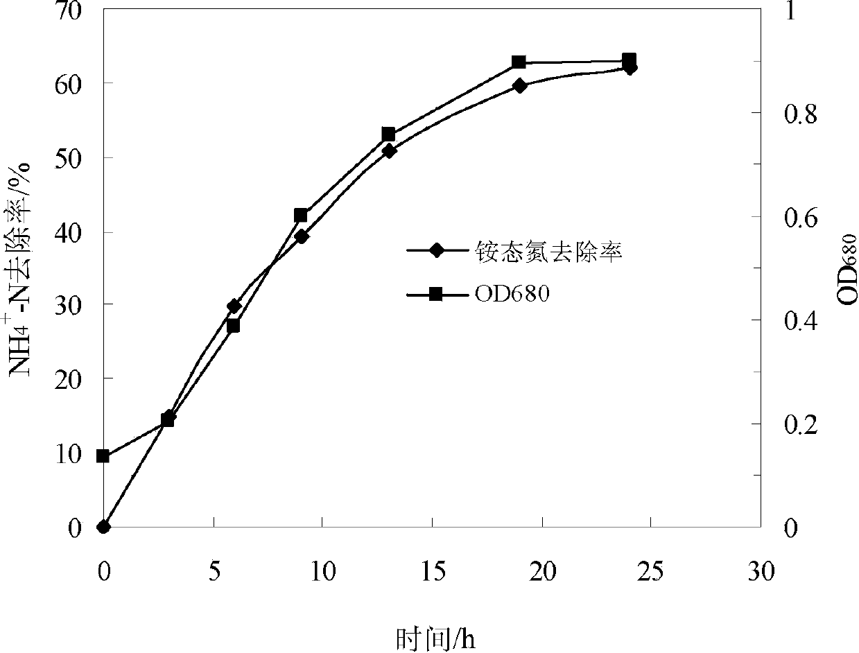 Pseudomonas stutzeri and its culture, immobilization and use