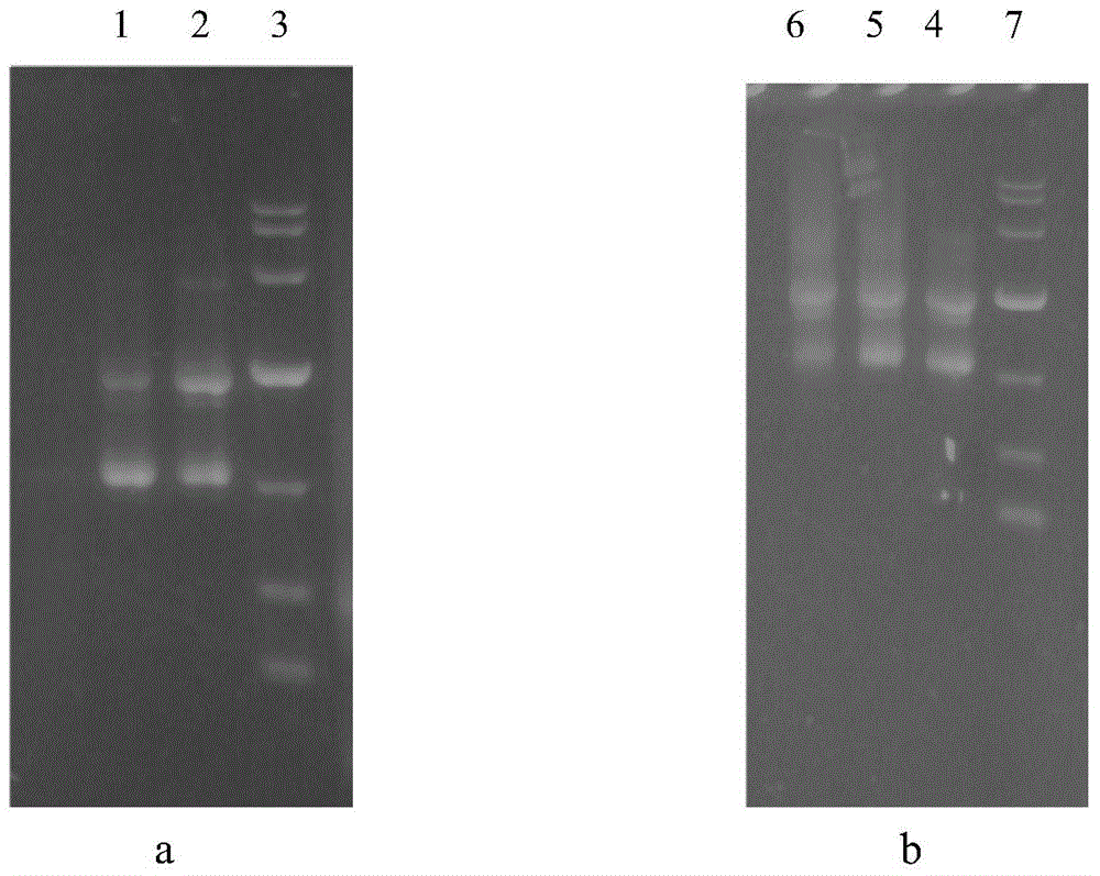 Vector for knocking out L-lactic dehydrogenase 1 gene and construction method of vector