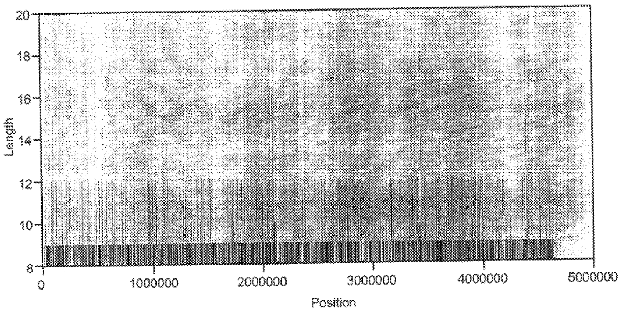 Abundant, well distributed and hyperpolymorphic simple sequence repeats in prokaryote genomes and use of same for prokaryote classification and typing