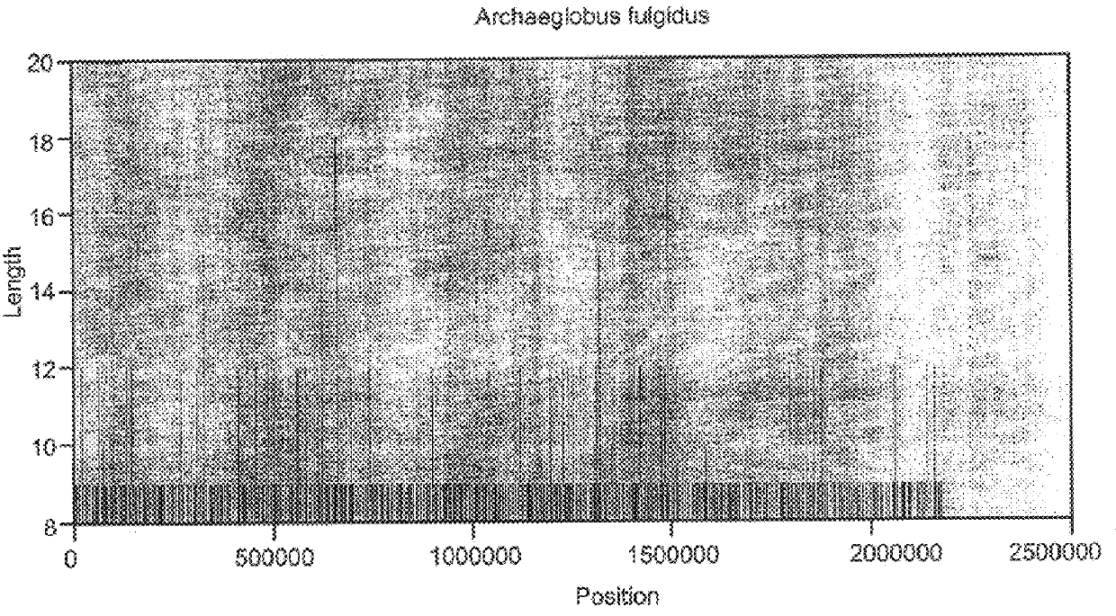 Abundant, well distributed and hyperpolymorphic simple sequence repeats in prokaryote genomes and use of same for prokaryote classification and typing