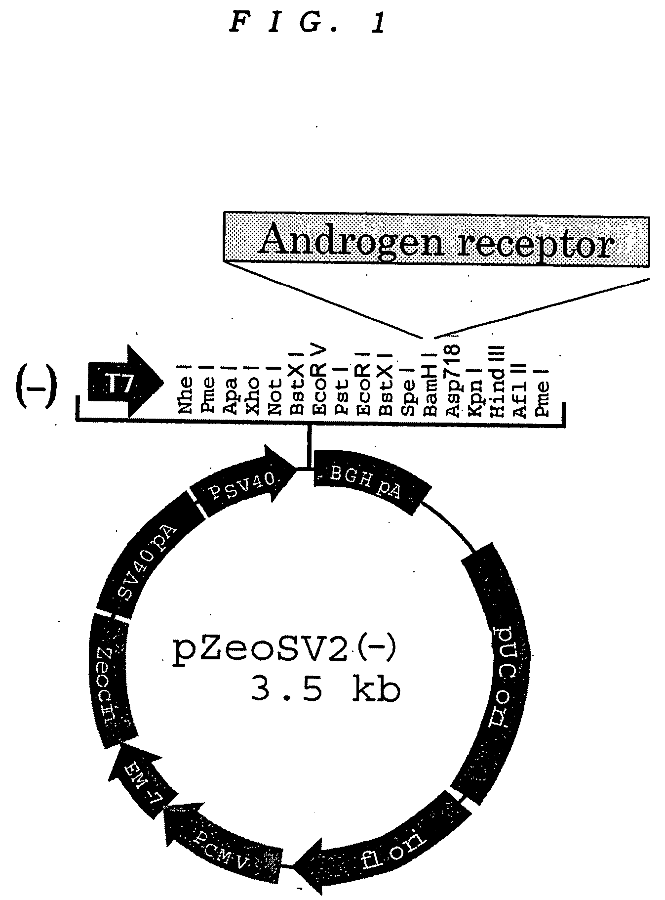 Reporter gene assay method