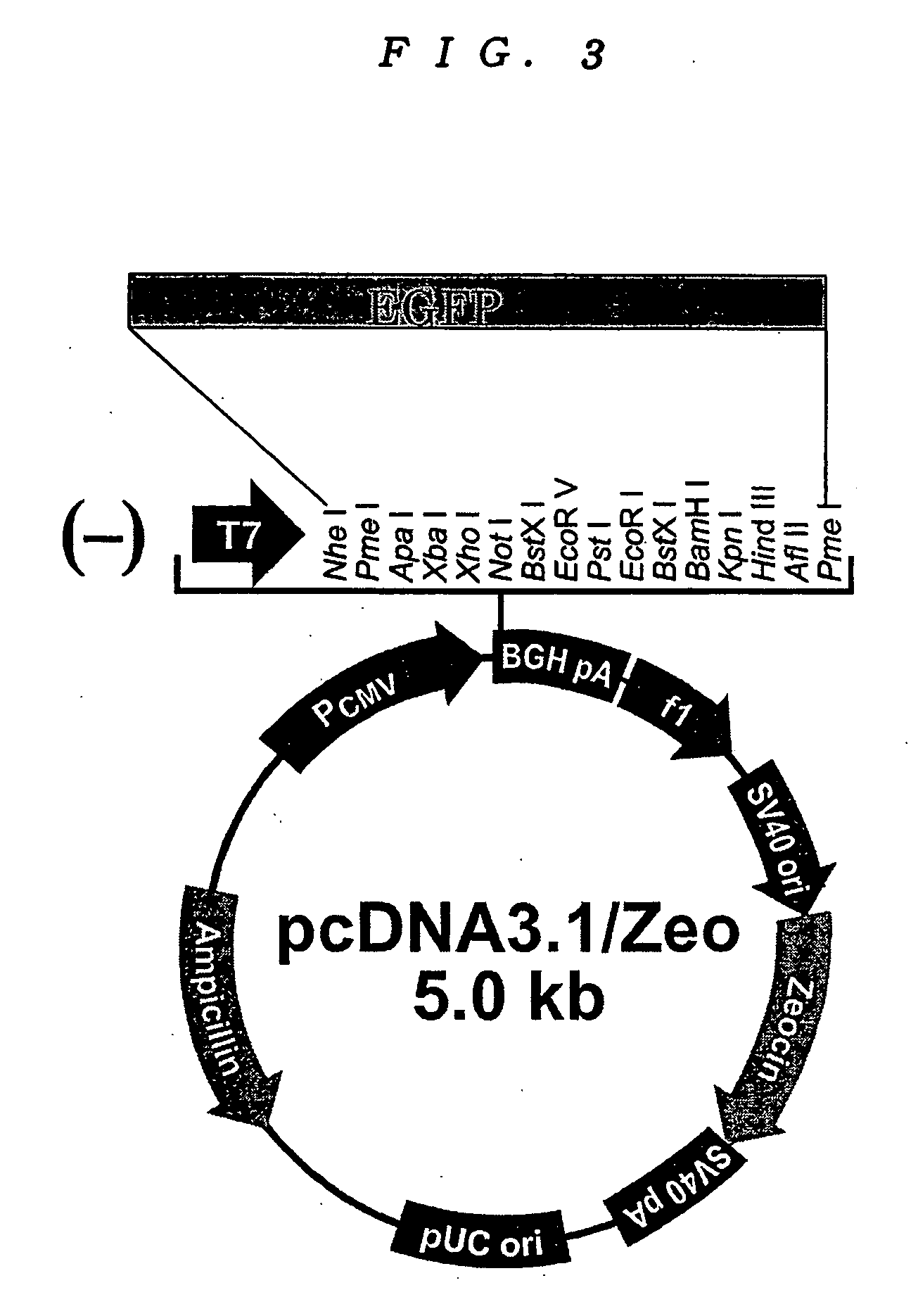 Reporter gene assay method