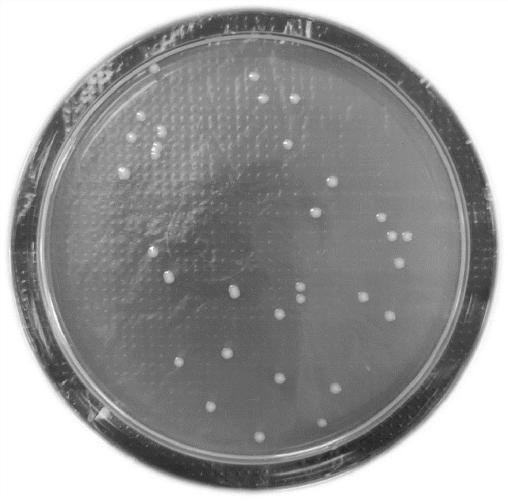 Tetracycline (TC) degrading strain as well as preparation method and application thereof