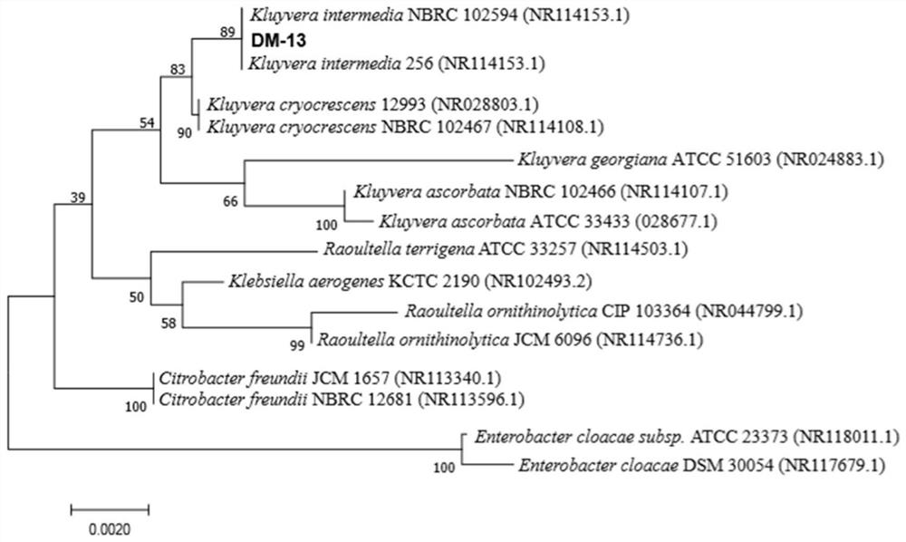 Tetracycline (TC) degrading strain as well as preparation method and application thereof