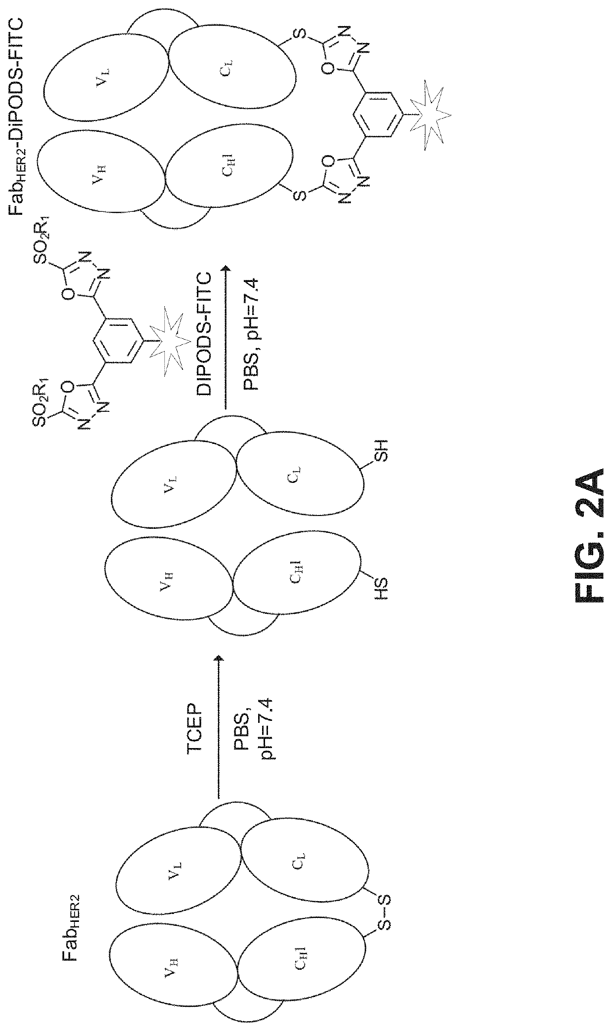 Reagent for bioconjugation via irreversible rebridging of disulfide linkages