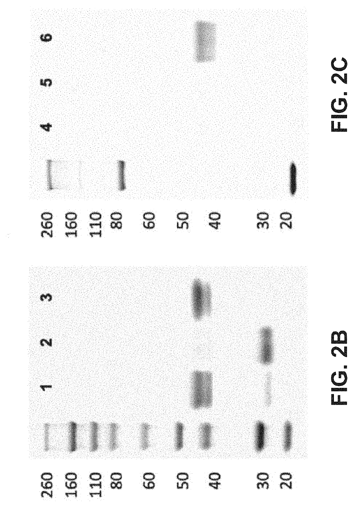 Reagent for bioconjugation via irreversible rebridging of disulfide linkages