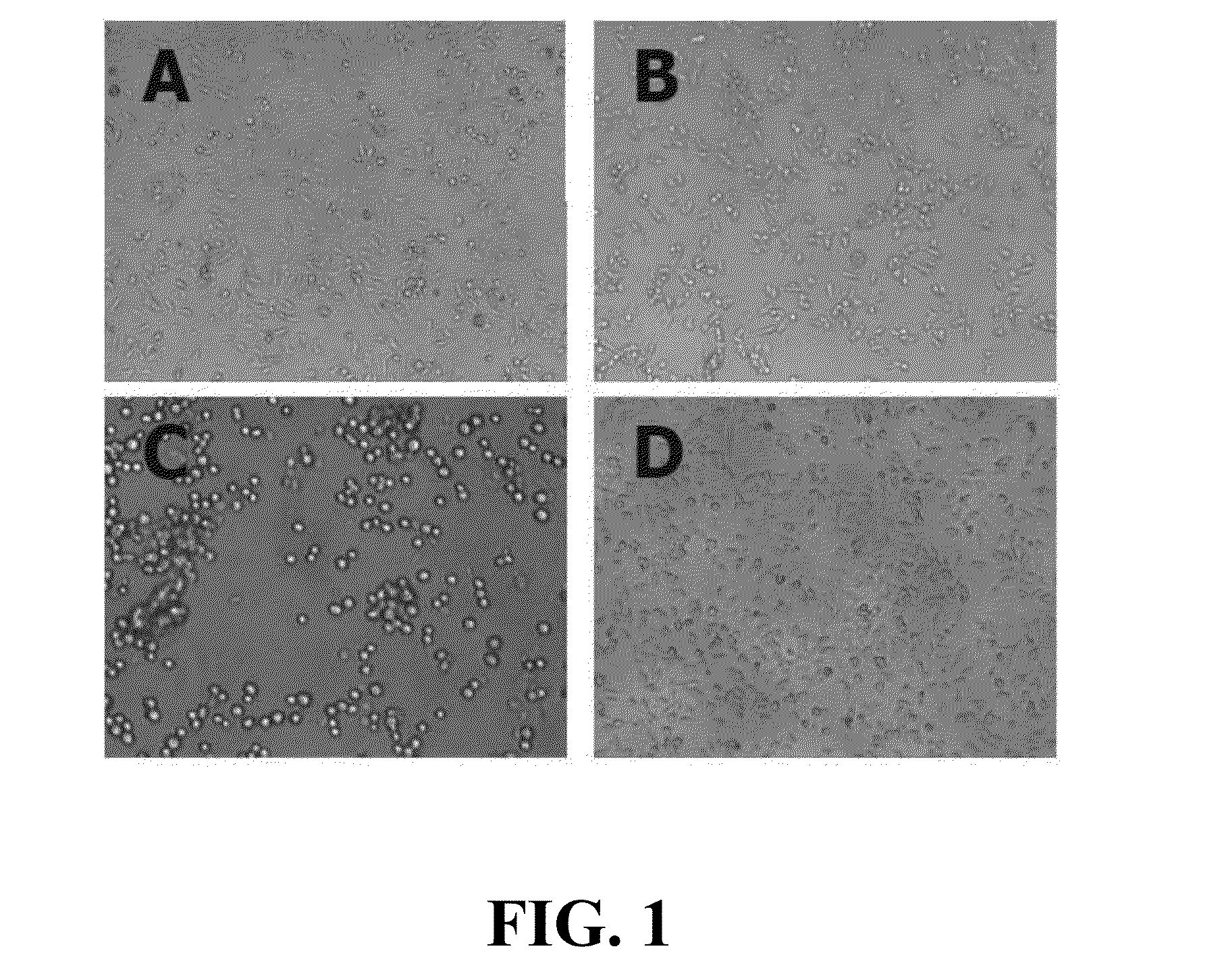 Recombinant human fibronectin fragment for cell culture