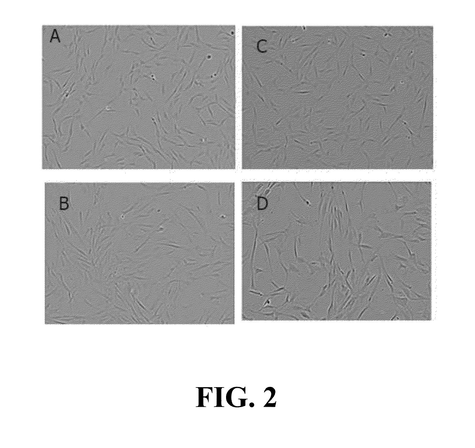 Recombinant human fibronectin fragment for cell culture